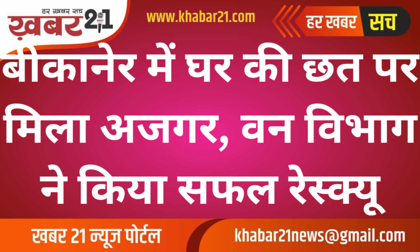 Python Found on Rooftop in Bikaner, Safely Rescued by Forest Department