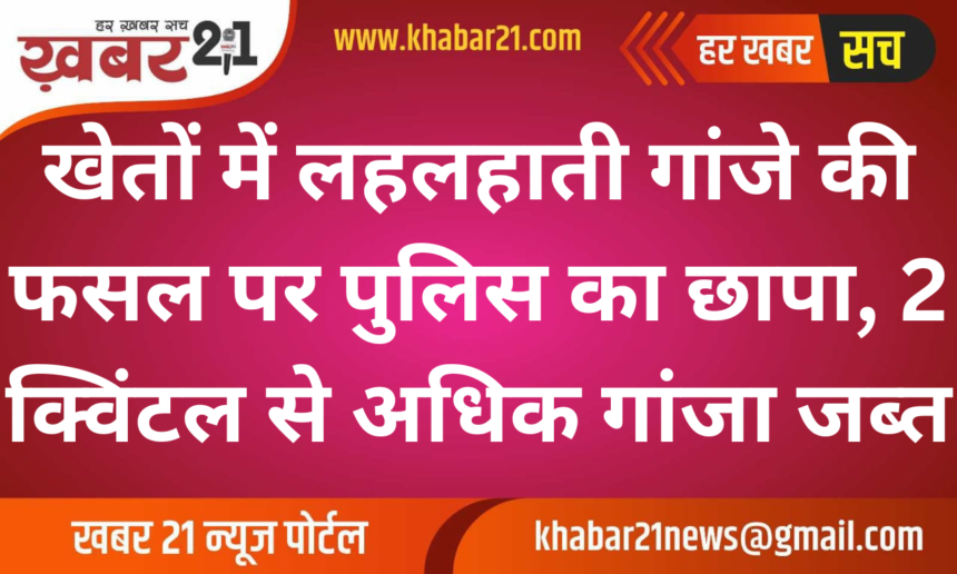 Police Raid Reveals Thriving Cannabis Farming, Over 2 Quintals Seized